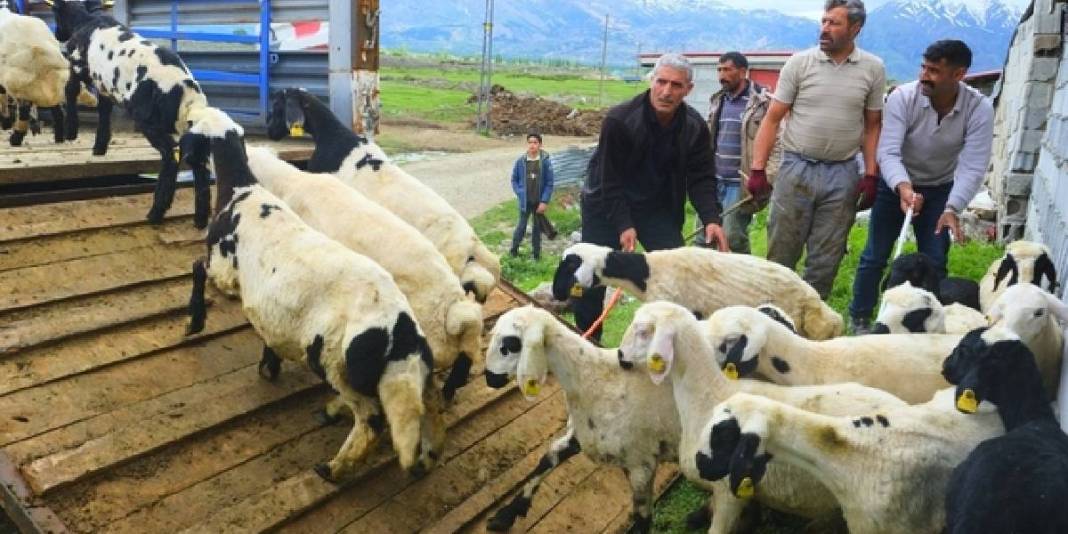Meşhur tulum peyniri için mesai başlıyor! Üreticiler yüksek rakımlı yayla yolculuğuna hazır 1